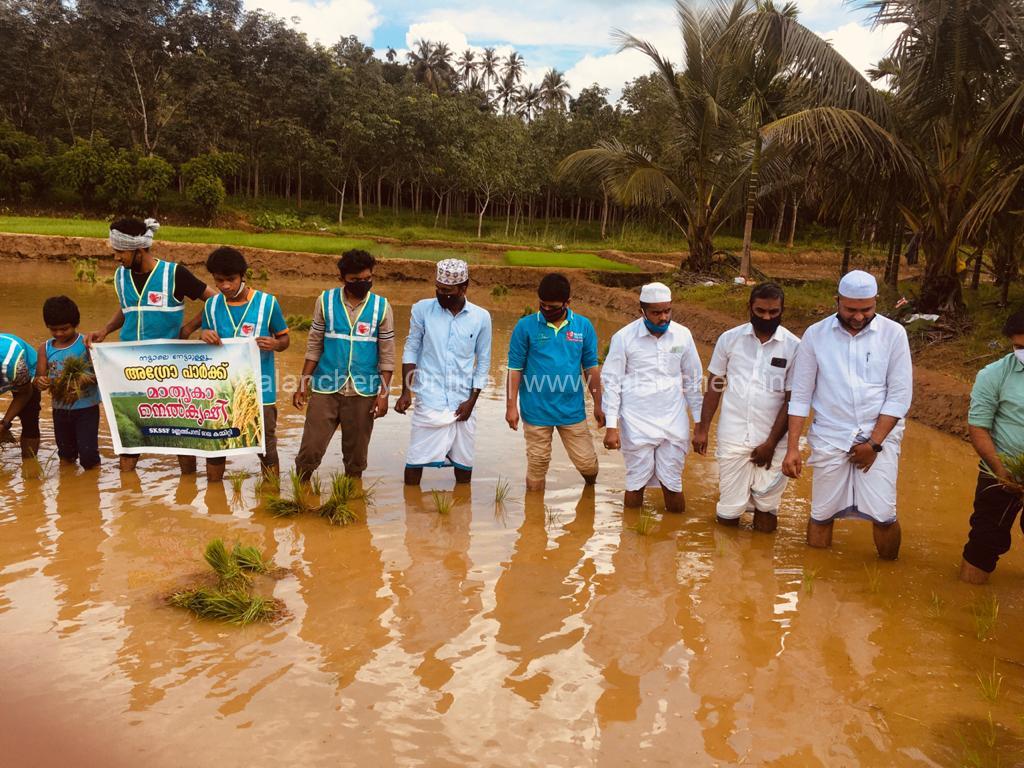 skssf-edayur-paddy