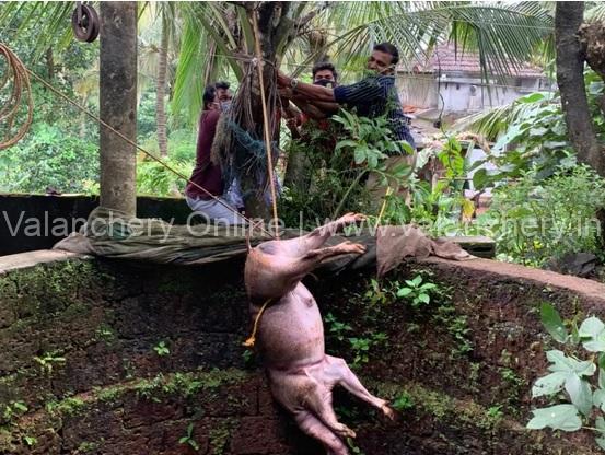 wild-boar-puthanathani