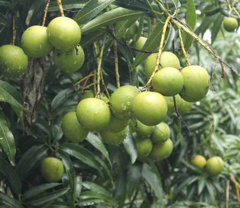 mangoes-kerala