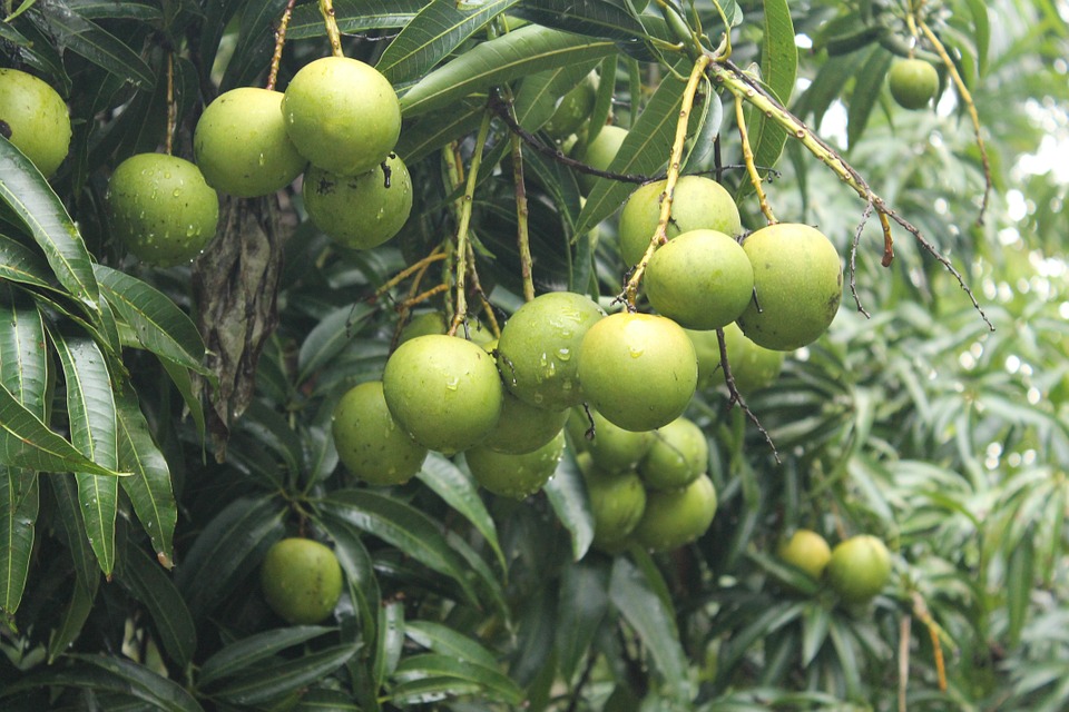 mangoes-kerala