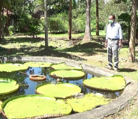 water-lilly-nilambur