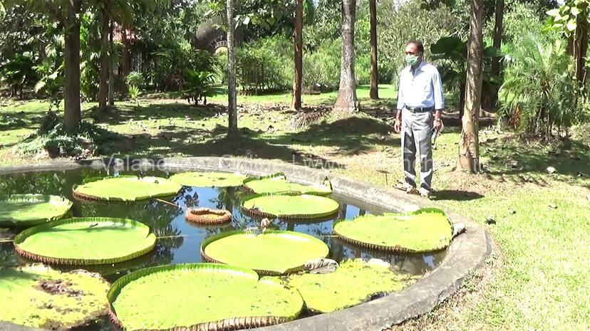 water-lilly-nilambur