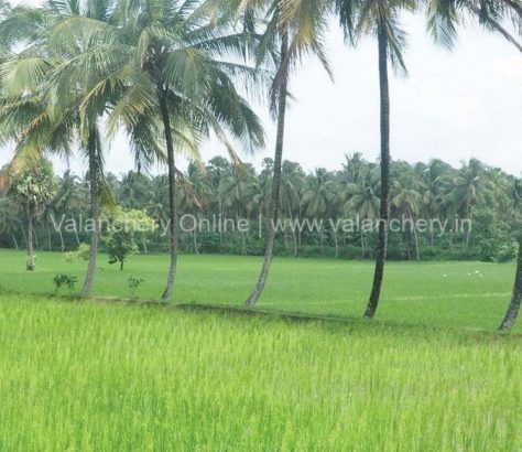 paddy-field