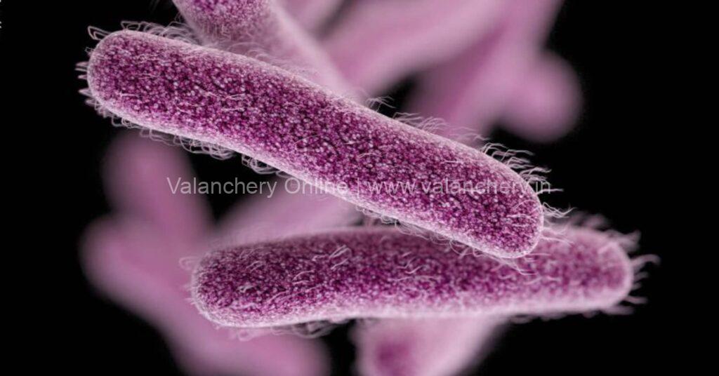 Shigella