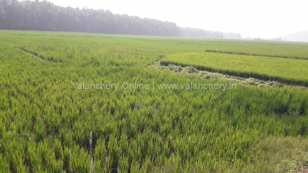 vendallur-puncha-field