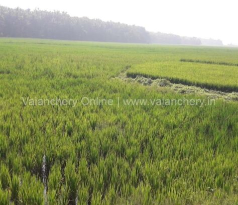 vendallur-puncha-field