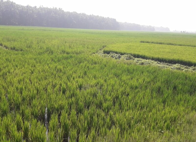 vendallur-puncha-field