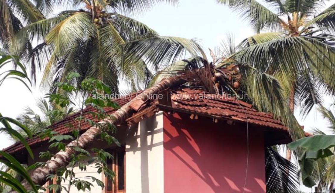 vengad-coconut-palm-house