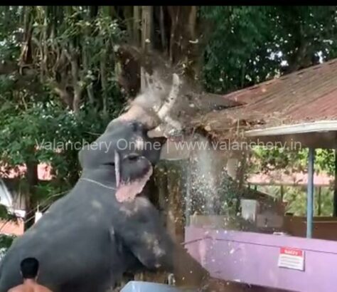 elephant-violent-angadippuram-pooram