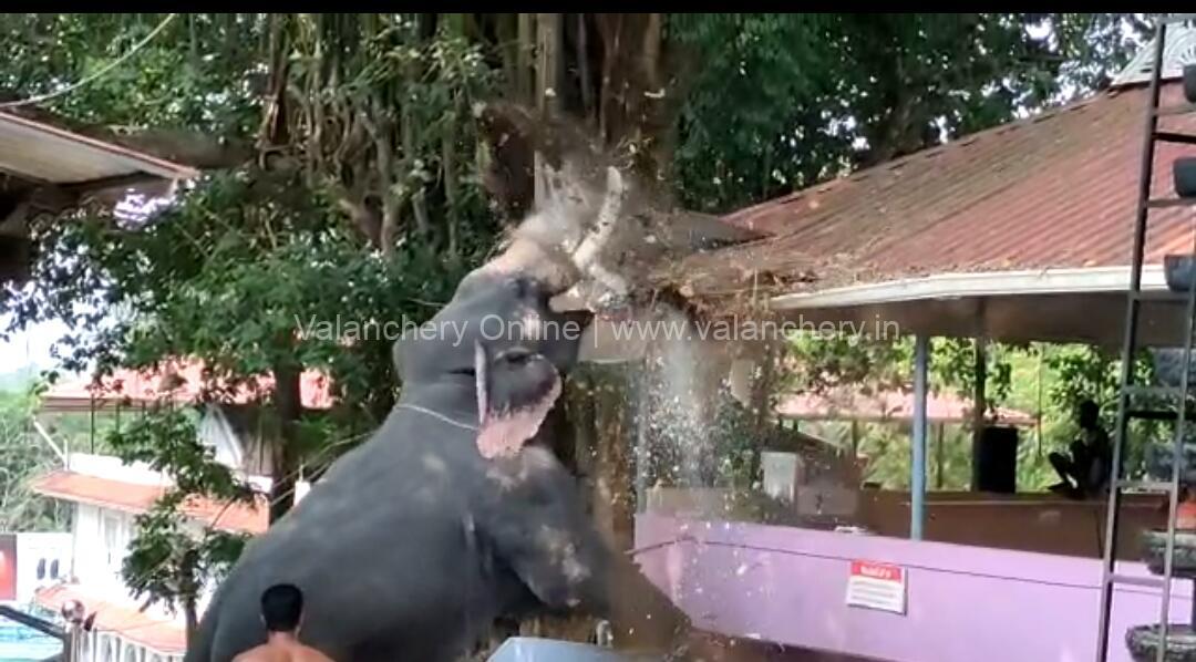 elephant-violent-angadippuram-pooram