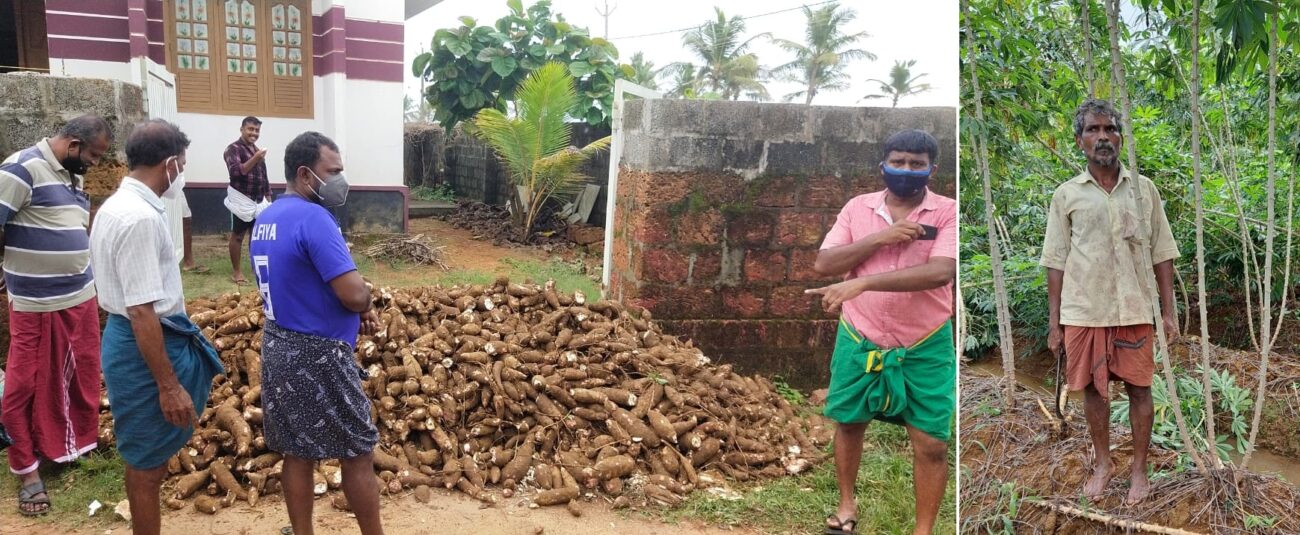 tapioca-chalenge-thenhippalam-iuml