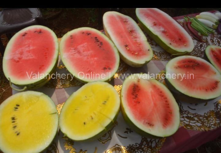 water-melon-vendallur