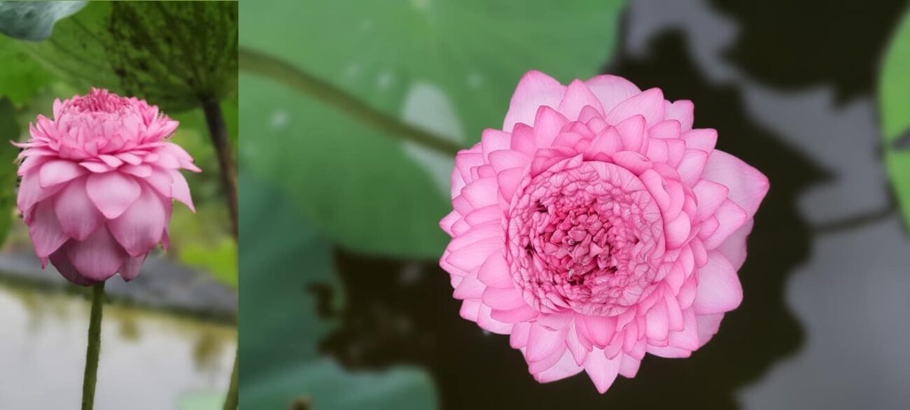 thousand-petal-lotus