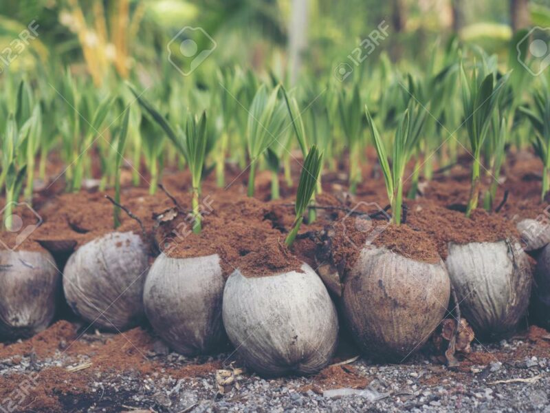 coconut-seed