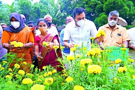 niramarutur-marigold-harvesting-2021