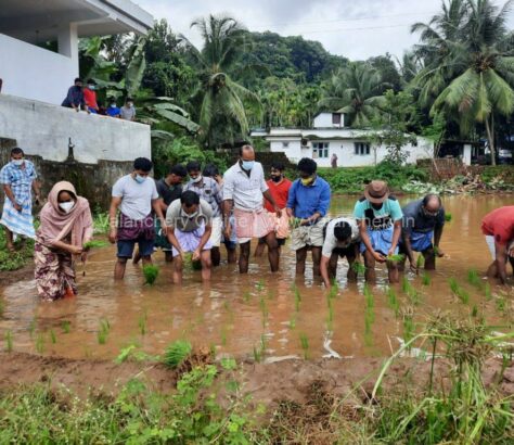 paddy-puramannur