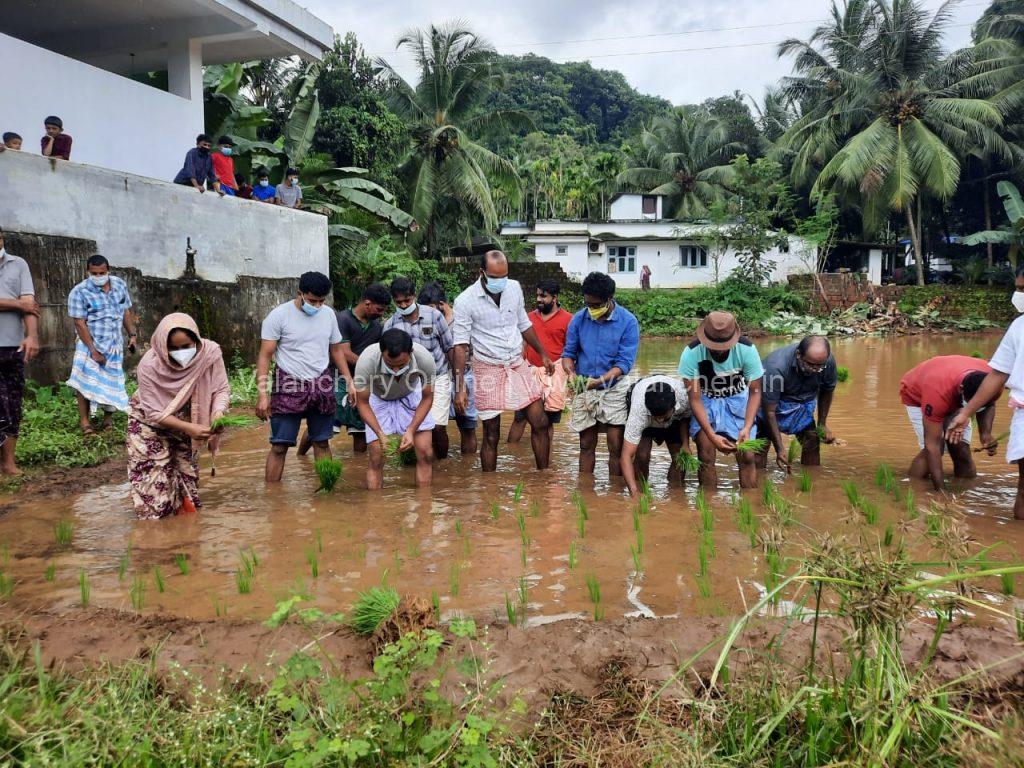 paddy-puramannur