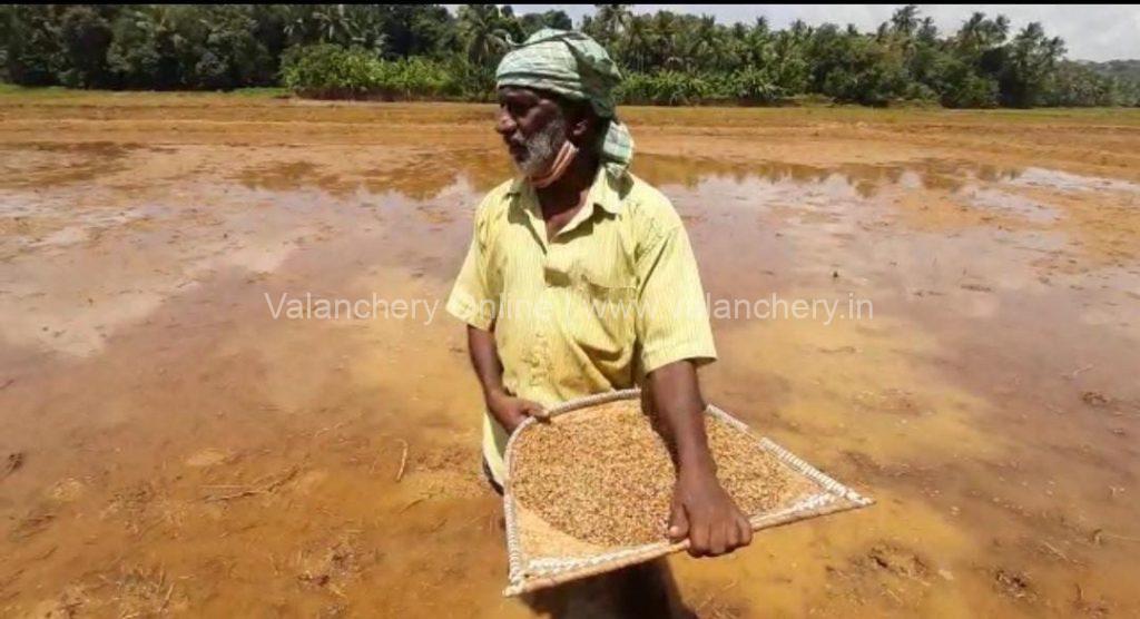 pookattiri-paddy-seed