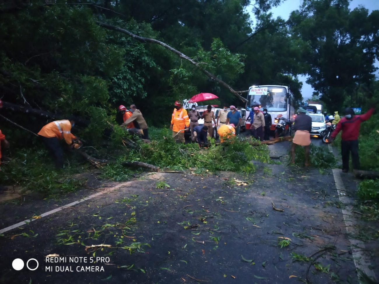 vattappara-nh66-tree