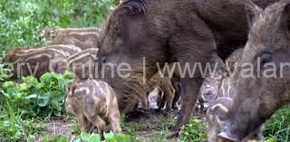 wild-boar