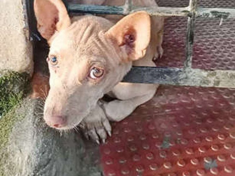 dog-grill-masjid-irimbiliyam