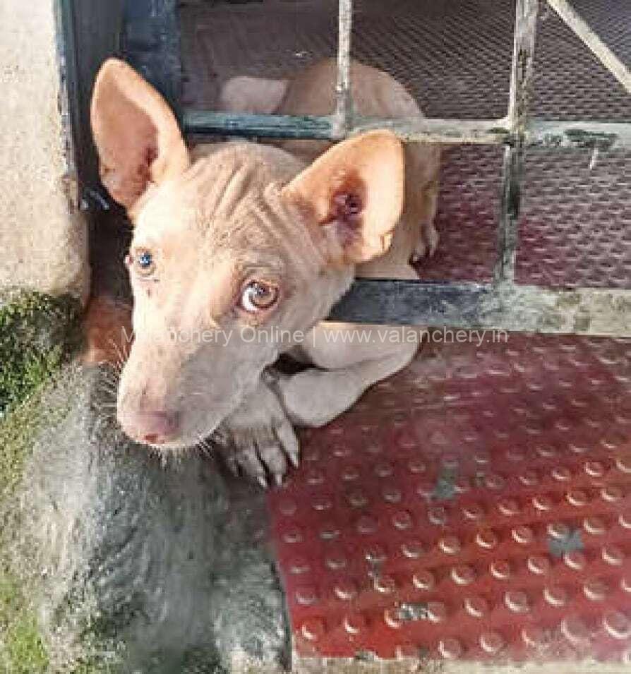 dog-grill-masjid-irimbiliyam