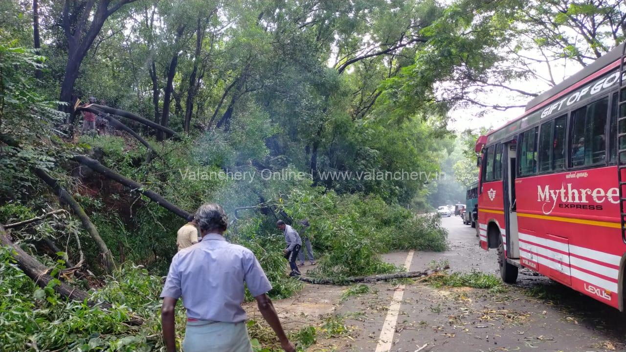 vattappara-tree-cutting