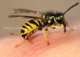 wasp-sting