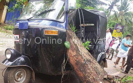 kalpakanchery-auto-tree