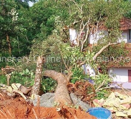 tree-kurumbathoor-house