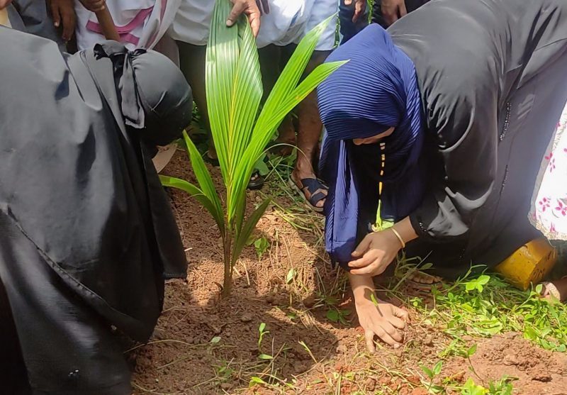 silverline-sapling-kuttor