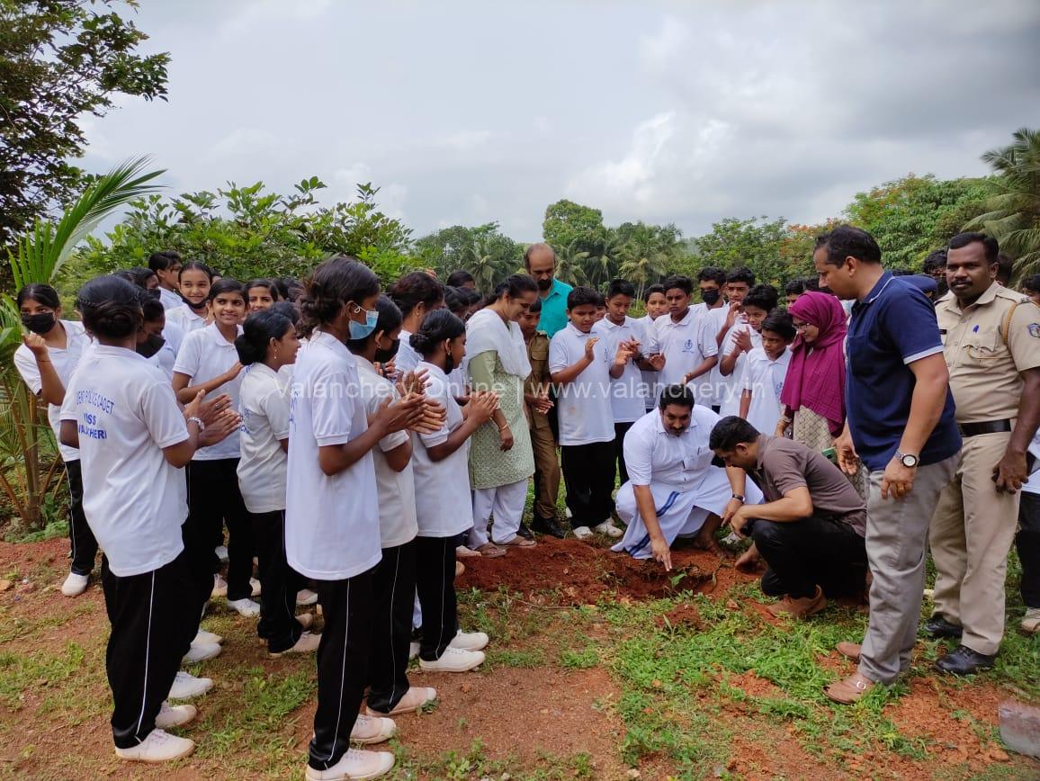 ashraf-ambalathingal-sapling