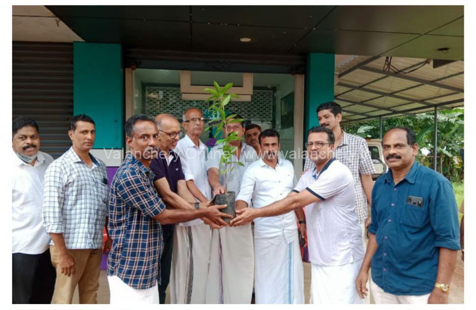 sapling-vscb-2022