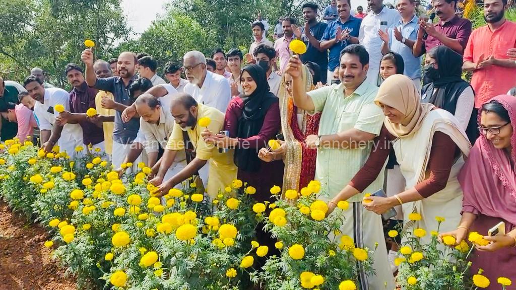 marigold-harvesting-2022-valanchery