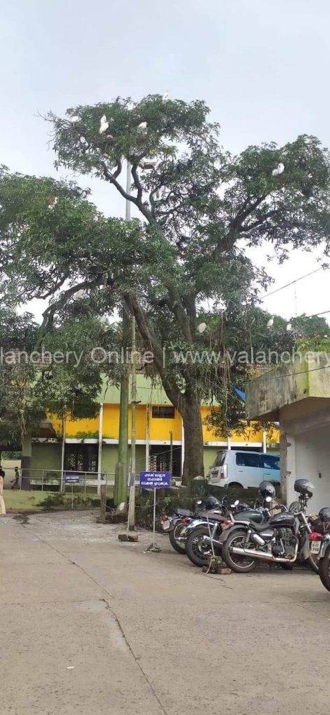 kuttippuram-railway-station-tree