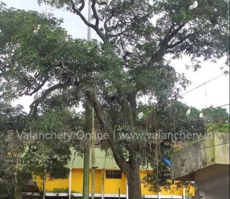 kuttippuram-railway-station-tree