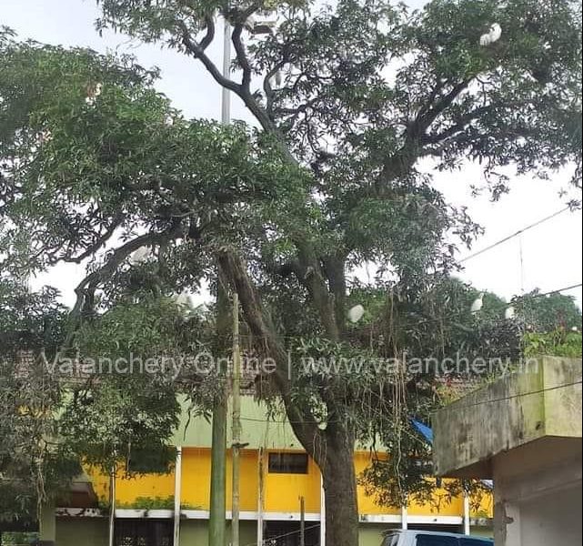 kuttippuram-railway-station-tree