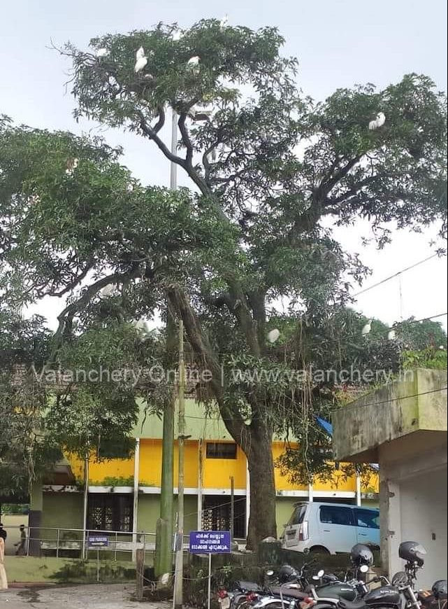 kuttippuram-railway-station-tree