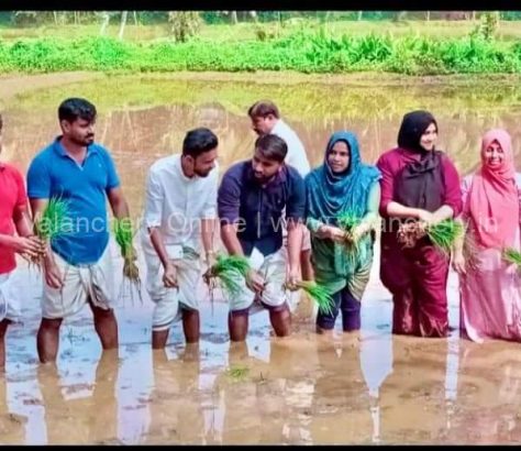 kurumbathoor-paddy