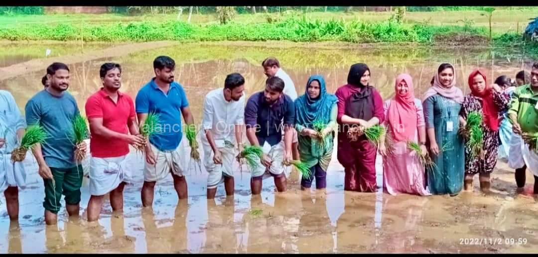 kurumbathoor-paddy