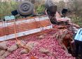 onion-truck-vattappara