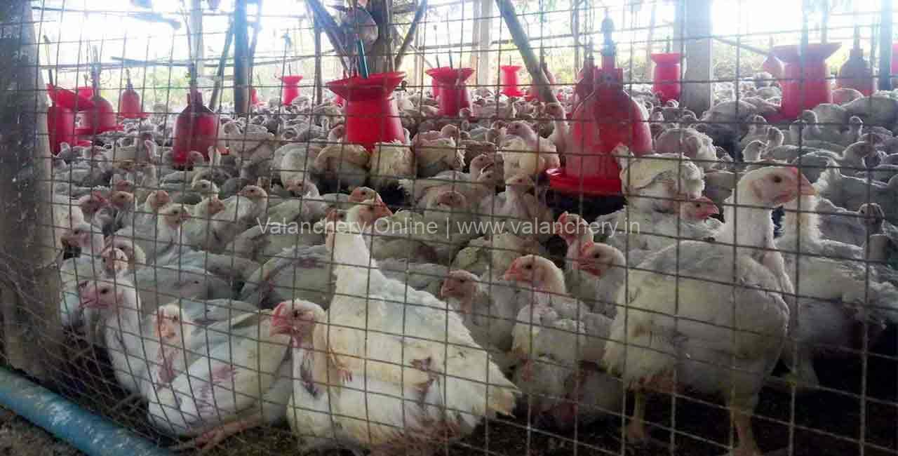 broiler-chicken