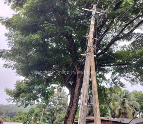 tree-nh-valanchery