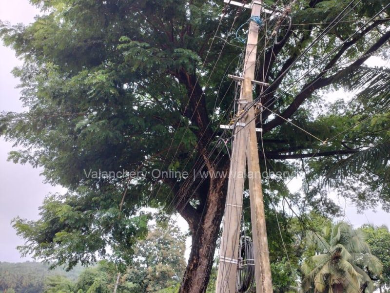 tree-nh-valanchery