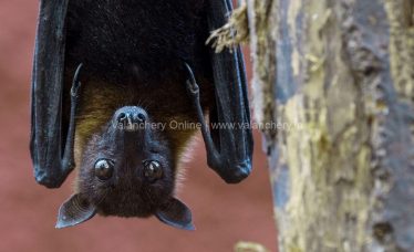 bat-nipah