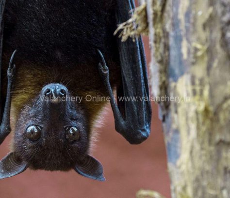 bat-nipah