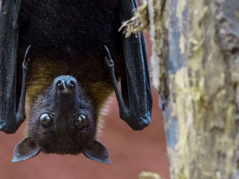 bat-nipah