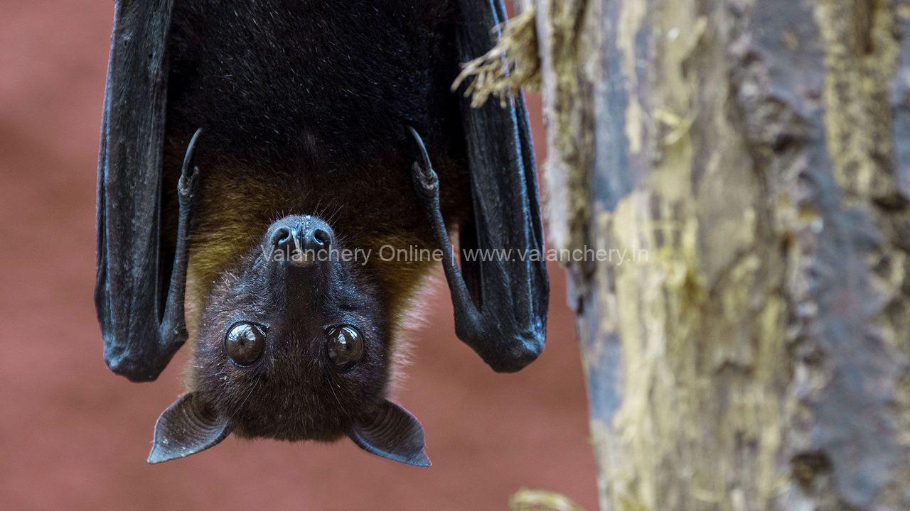 bat-nipah