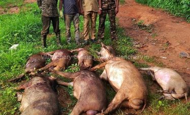 Wild-boar-shot-valanchery-municipality-june-2026