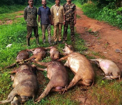 Wild-boar-shot-valanchery-municipality-june-2026